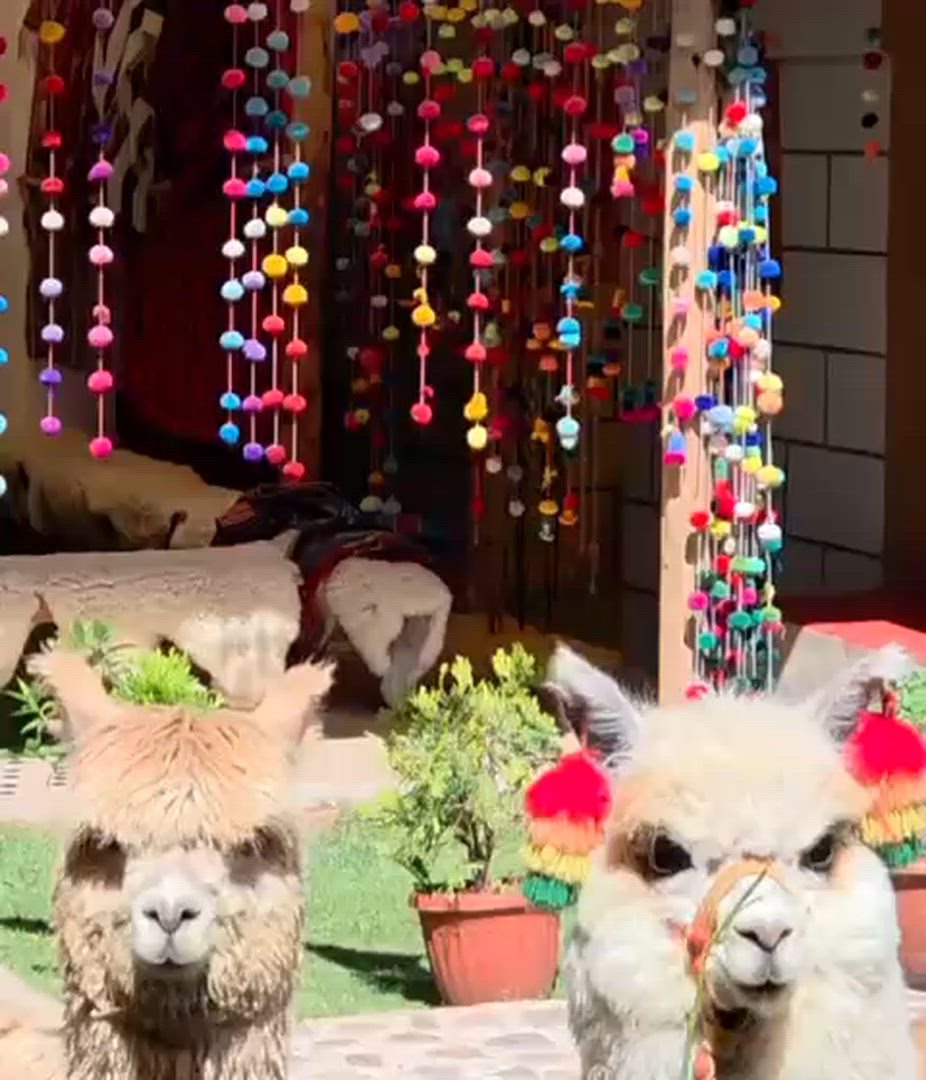 Vídeo de reseña del cliente sobre Aventuras Incas - 7 Días (Lima, Paracas, Ica, Cusco, Machu Picchu y Montaña Arco Iris) - Con Vuelos Nacionales