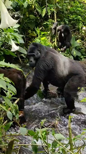 Trouvez votre circuit idéal en Ouganda. Nous avons 162 aventures à vous proposer en Ouganda entre 2 et 22 jours. Le mois le plus apprécié pour s'y rendre est juin, c'est-à-dire le mois qui compte le plus grand nombre de départs.