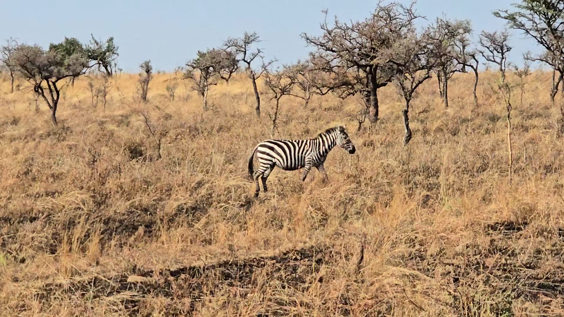 Safari classique Big Five en Tanzanie **Approche de voyage durable customer review video