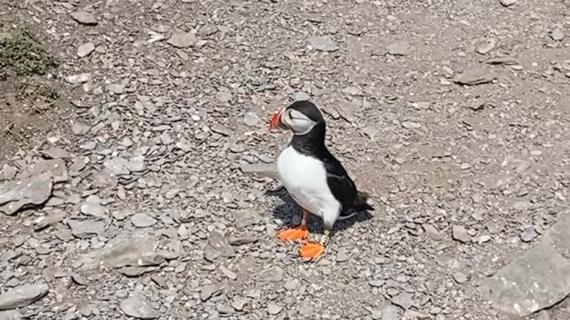 Circuit en petit groupe de 7 jours de l'Irlande à l'île customer review video