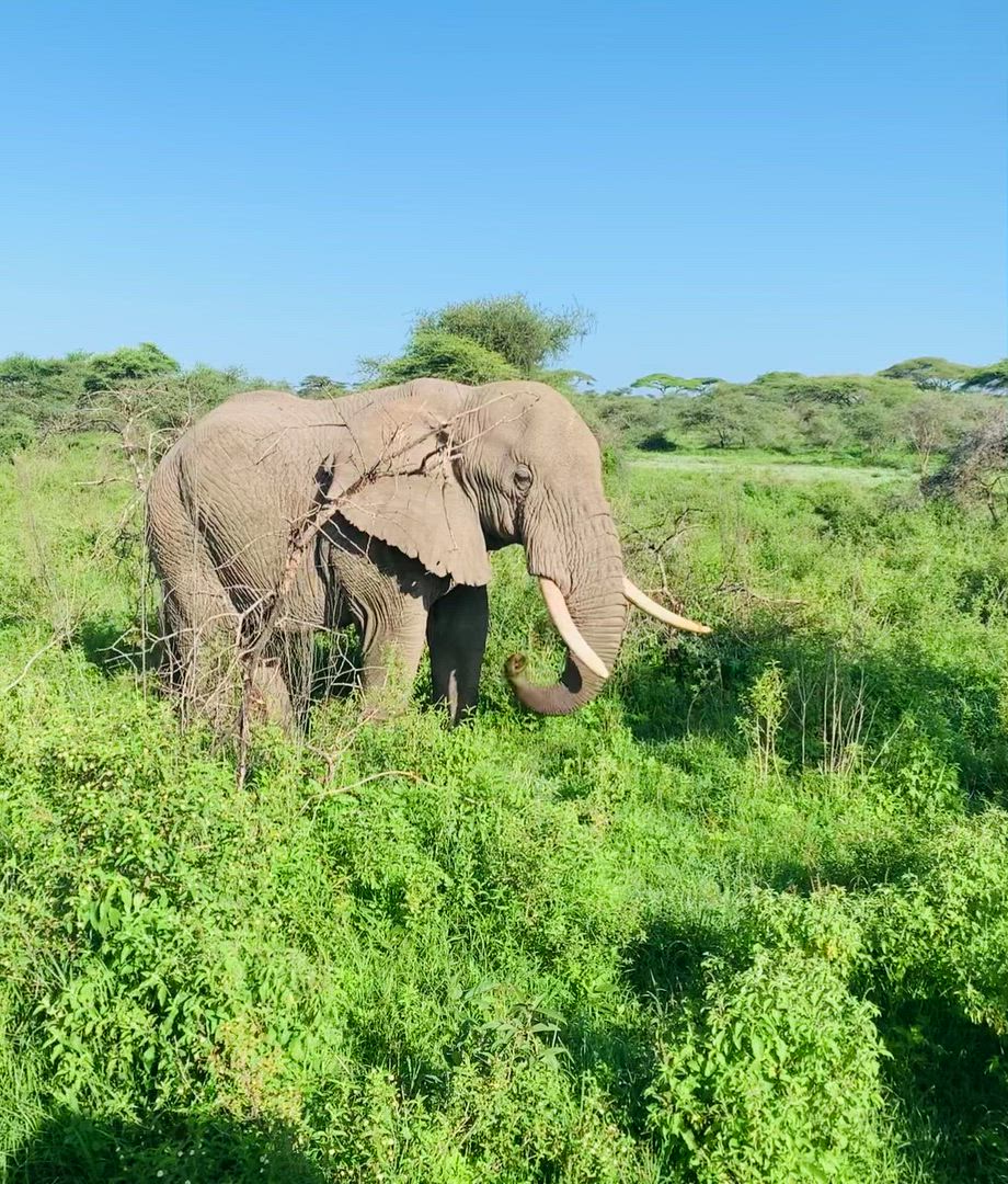 Trouvez votre Tanzanie Safari idéal. Vous avez le choix entre pas moins de 1953 voyages durant entre une journée et 28 jours. Le mois comptant le plus grand nombre de départs est Août, ce qui en fait le moment le plus apprécié pour aller en Tanzanie.