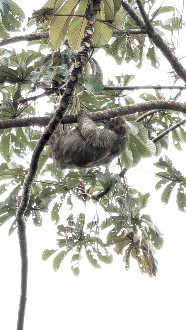 Quête de la Costa Rica customer review video