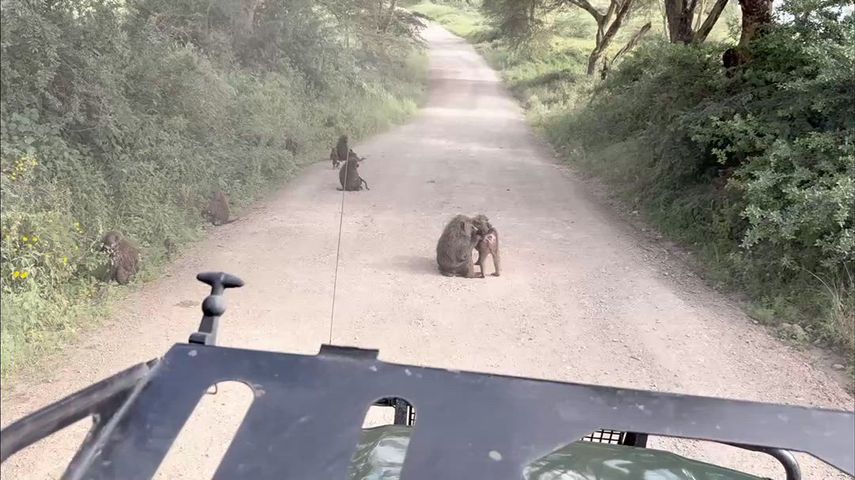 Tanzania &amp; Kenya group safaris round trip 12 days Tour