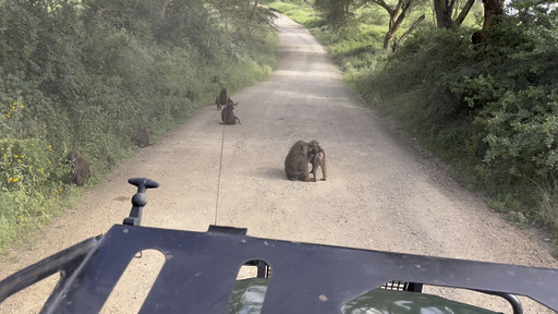 Trouvez votre Afrique circuit camping idéal. Vous avez le choix entre pas moins de 661 voyages durant entre une journée et 100 jours. Le mois comptant le plus grand nombre de départs est Octobre, ce qui en fait le moment le plus apprécié pour aller en Afrique.
