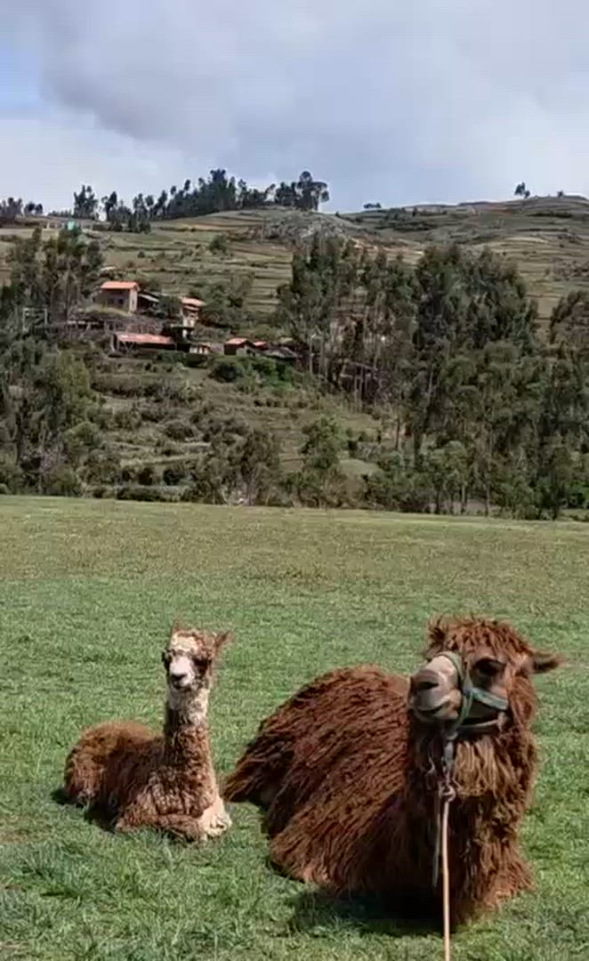 video met klantbeoordeling van Inca Adventures – Lima, Paracas, Ica, Cusco, Machu Picchu &amp; de Regenboogberg – incl. binnenlandse vluchten – 7 dagen