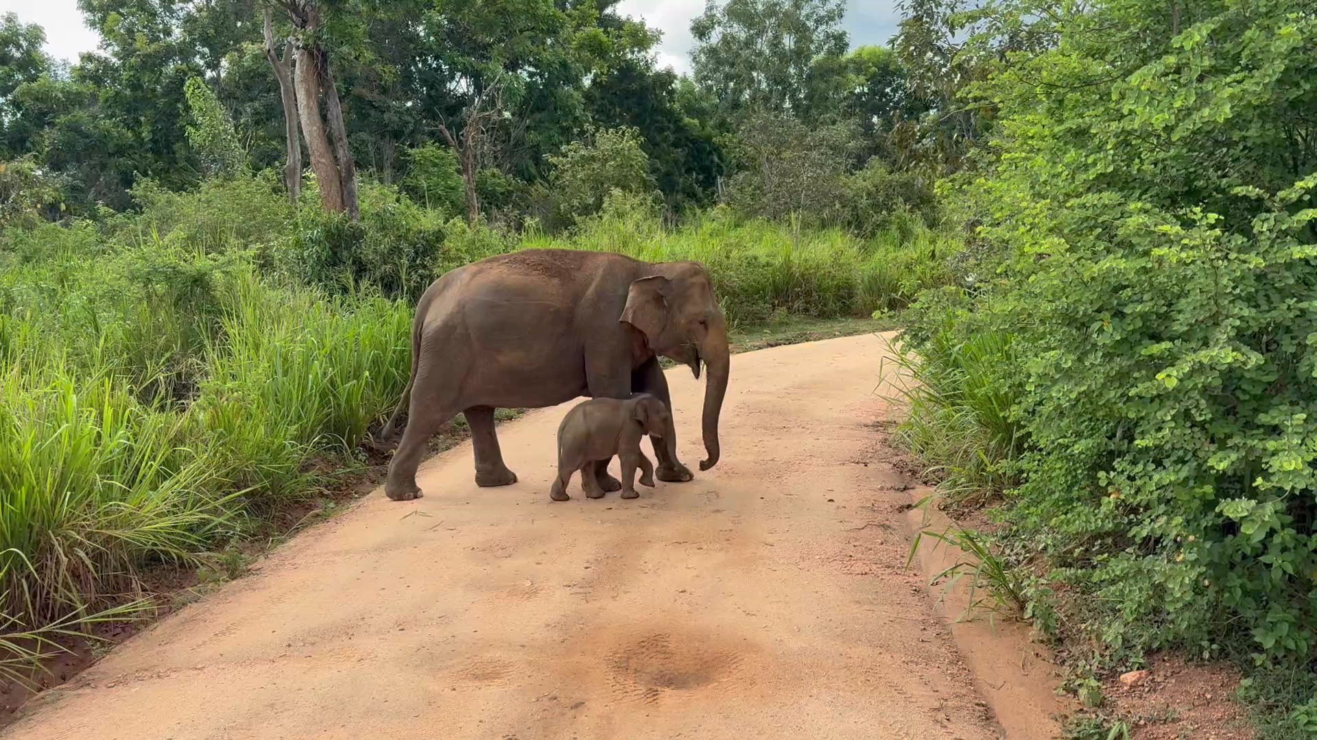 Vídeo de reseña del cliente sobre Naturaleza, Cultura y Aventura Salvaje en Sri Lanka (Grupo reducido)