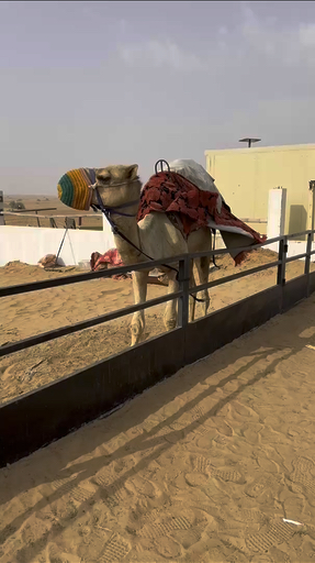 Abu Dhabi's Yas Island hosts attractions that will impress you no end. Check out Dubai Creek , that shows how this wild city began as a small fishing village before oil changed everything. Emirati culture exists beneath all that modern gloss. Dubai builds higher and stranger than anywhere else even attempts. The UAE embraces excess without apology, and it works somehow.