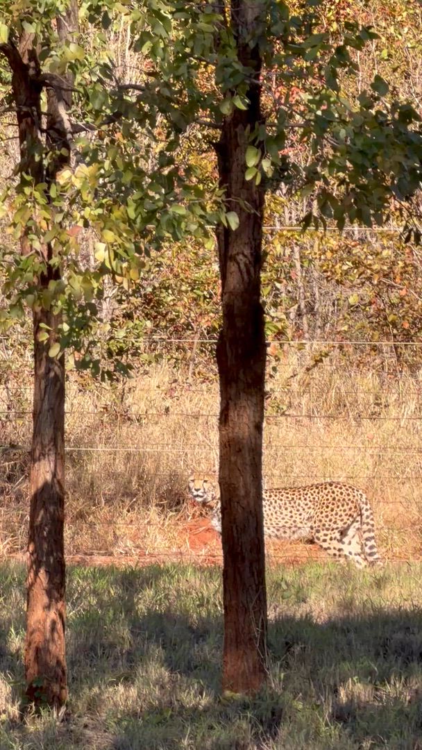 video met klantbeoordeling van Onvergetelijk Afrika: Van Kaapstad tot de Okavango Delta