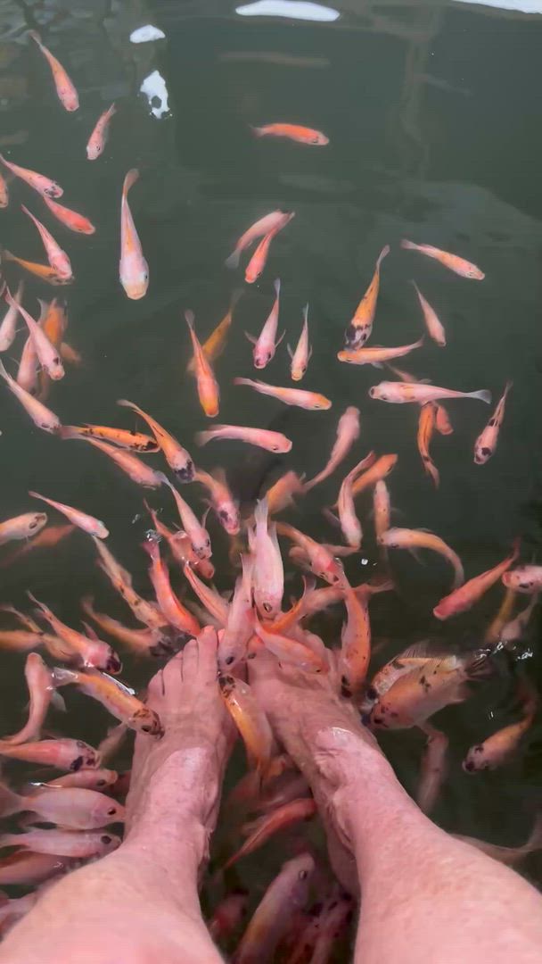 Vídeo de reseña del cliente sobre Expedición Todo en Uno a Sri Lanka