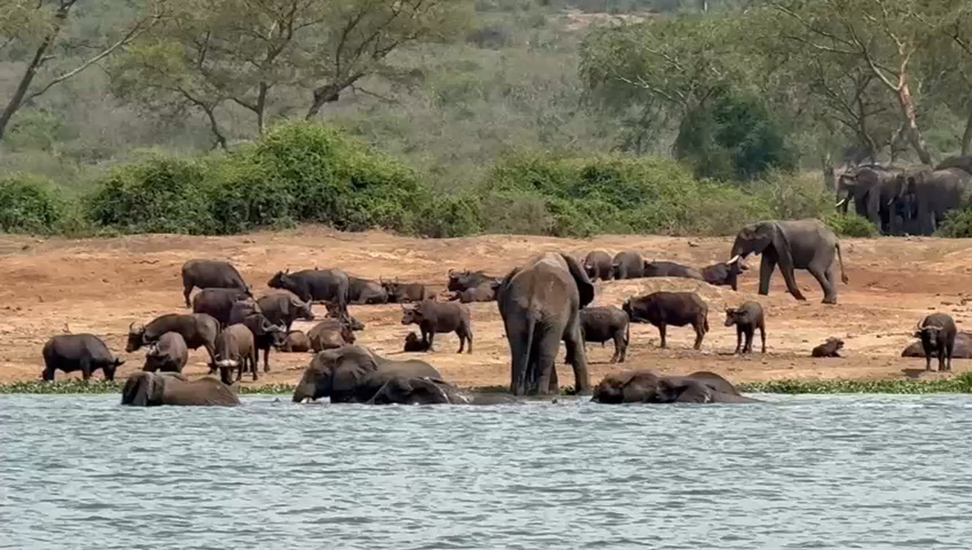Vídeo de reseña del cliente sobre 10 días de experiencia exclusiva con los gorilas y la fauna salvaje de Uganda - circuito privado