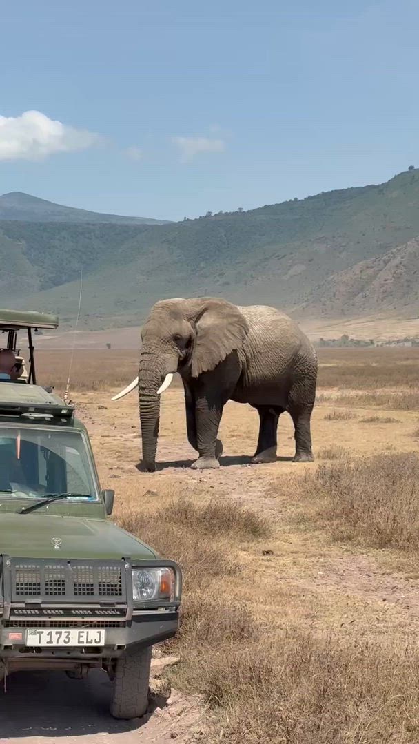 Safari classique Big Five en Tanzanie **Approche de voyage durable customer review video