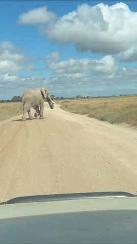 Circuito Safari económico clásico de 6 días Masai Mara - L. Nakuru - Amboseli