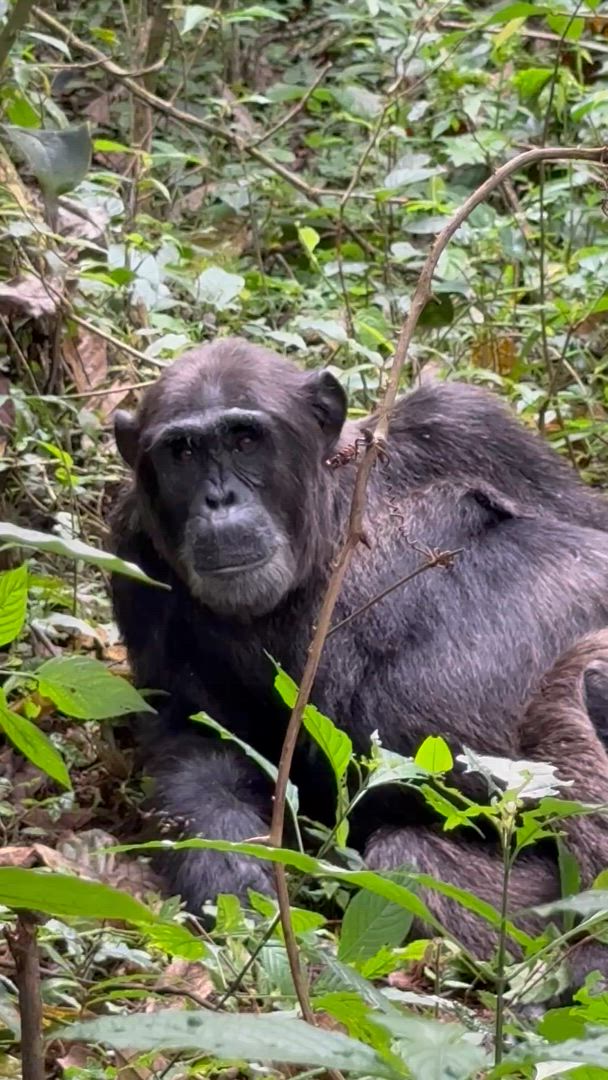 Vídeo de reseña del cliente sobre 10 días de experiencia exclusiva con los gorilas y la fauna salvaje de Uganda - circuito privado