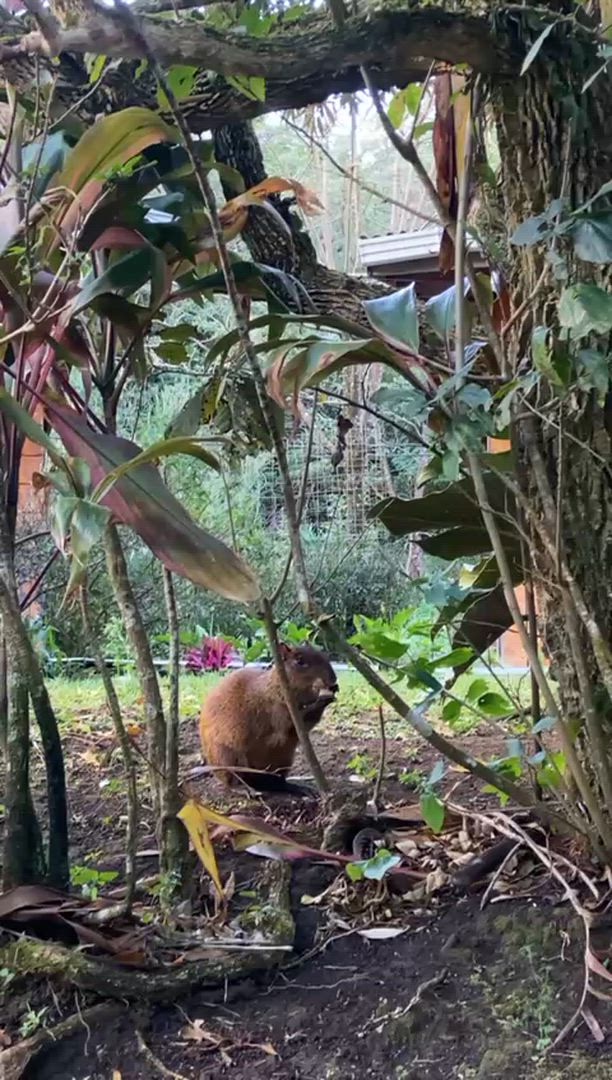 Mittelamerika Rundreise customer review video