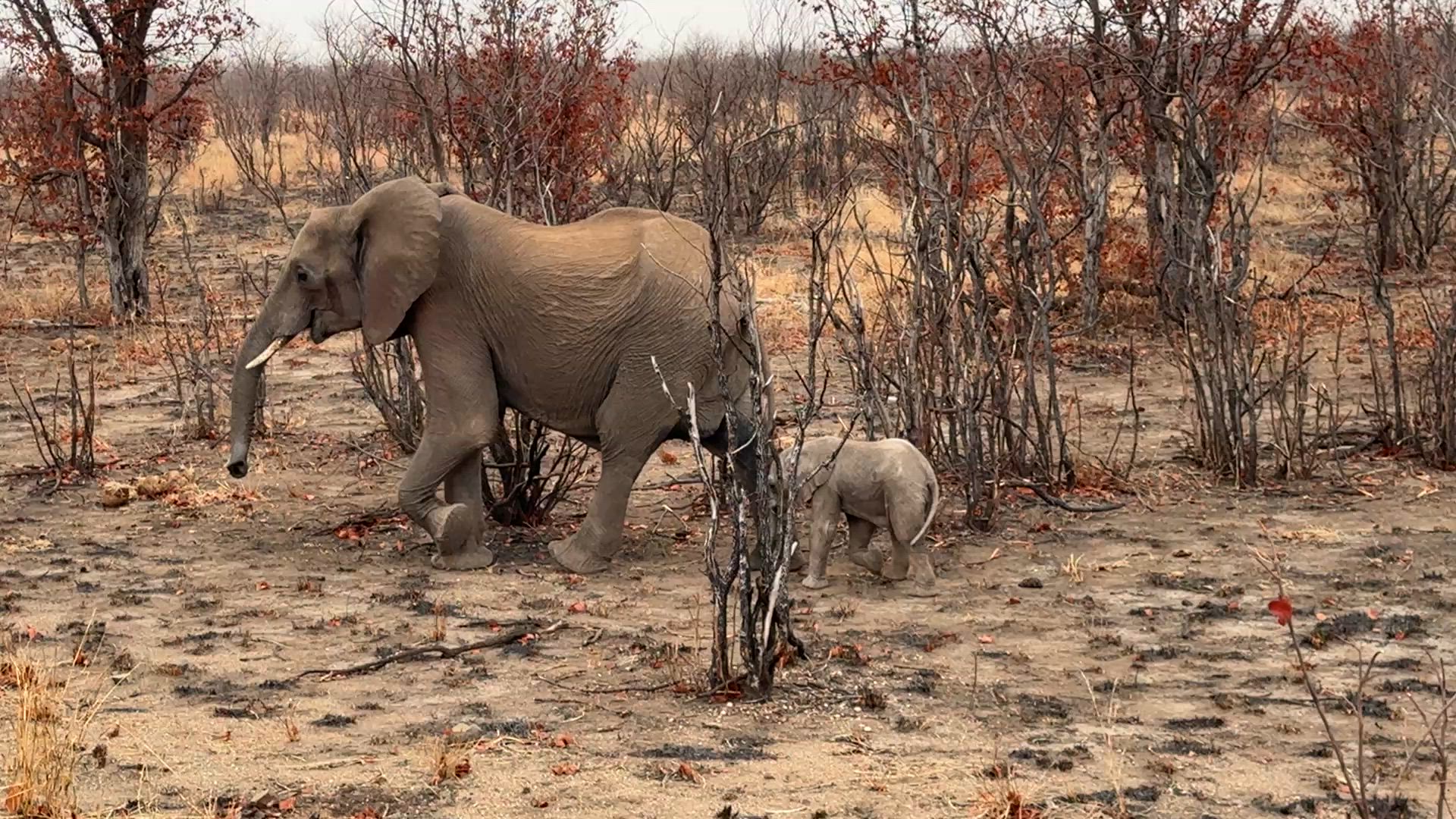 Le côté sauvage du Botswana customer review video