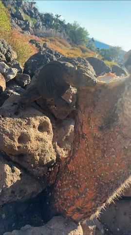 Circuito 6 días de exploración en Galápagos: aventura en el país de las maravillas de la naturaleza