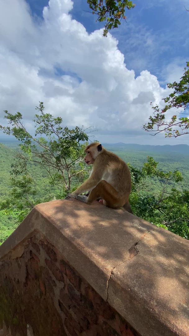 Sri Lanka : une faune intacte customer review video