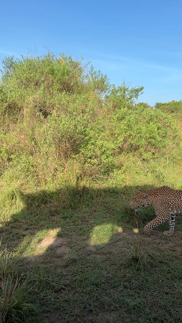 Vídeo de reseña del cliente sobre Safari de lujo de 10 días en Masai Mara, Kenia - Viaje asequible a la naturaleza y la playa