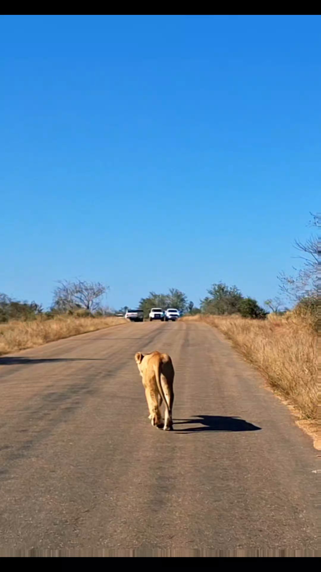 Imagine watching wildebeest migrations, spotting leopards in trees, hearing lions at dawn. African safaris span Kenya and Tanzania's grasslands through Zambia and Zimbabwe down to Botswana and South Africa's reserves. From Serengeti to Kruger, sub-Saharan Africa's protected areas concentrate wildlife like nowhere else. This is where those nature documentaries actually happen, and you're right there watching it unfold.