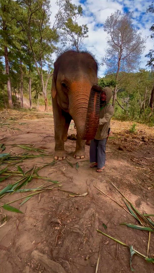 L'expérience de l'éléphant en Thaïlande : Protection des animaux, conservation et Trek dans la jungle customer review video