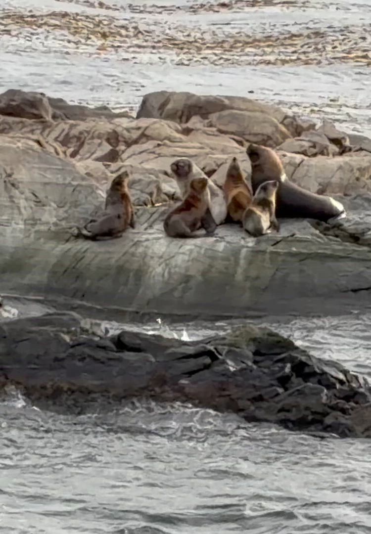 Südliches Patagonien: El Calafate &amp; Ushuaia Kundenbewertungsvideo