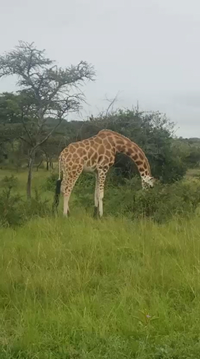Encuentra el circuito adecuado para ti en Uganda. Tenemos 163 aventuras en Uganda, empezando desde 2 días de duración, y el circuito más largo de 22 días.