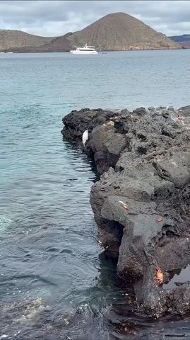 Galapagos Highlights 6 Tage Rundreise