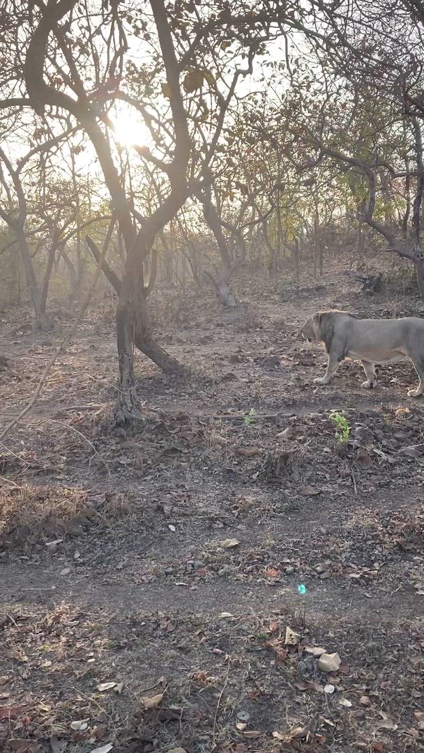 Vídeo de reseña del cliente sobre Safari por la India - leones asiáticos y tigres de Bengala