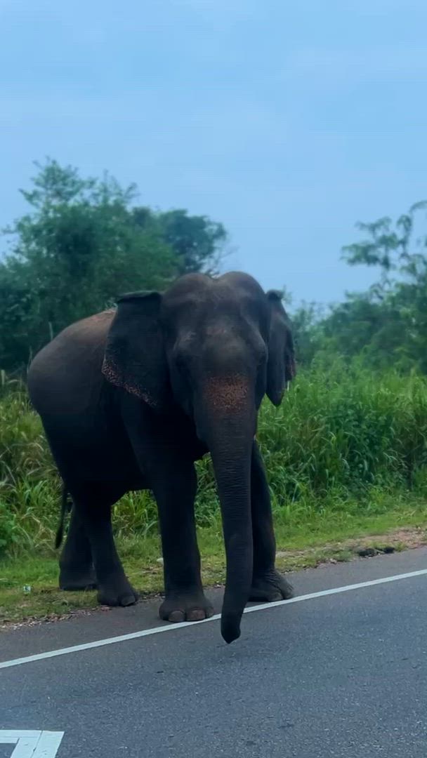 Splendeur du Sri Lanka - (Circuit de 8 jours et 7 nuits au Sri Lanka) customer review video