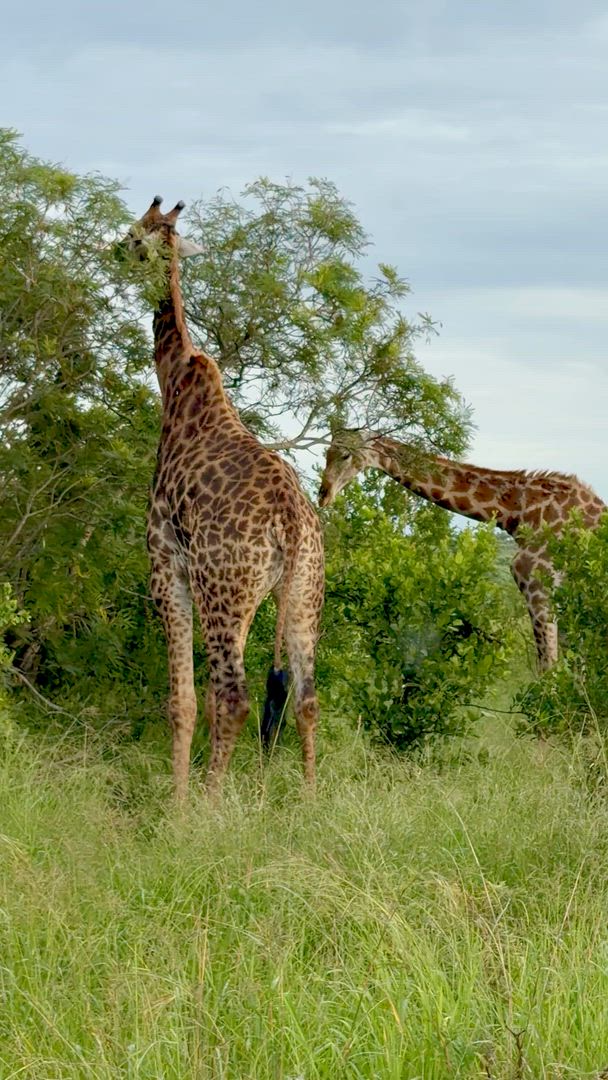 Vídeo de reseña del cliente sobre Lo mejor de Sudáfrica