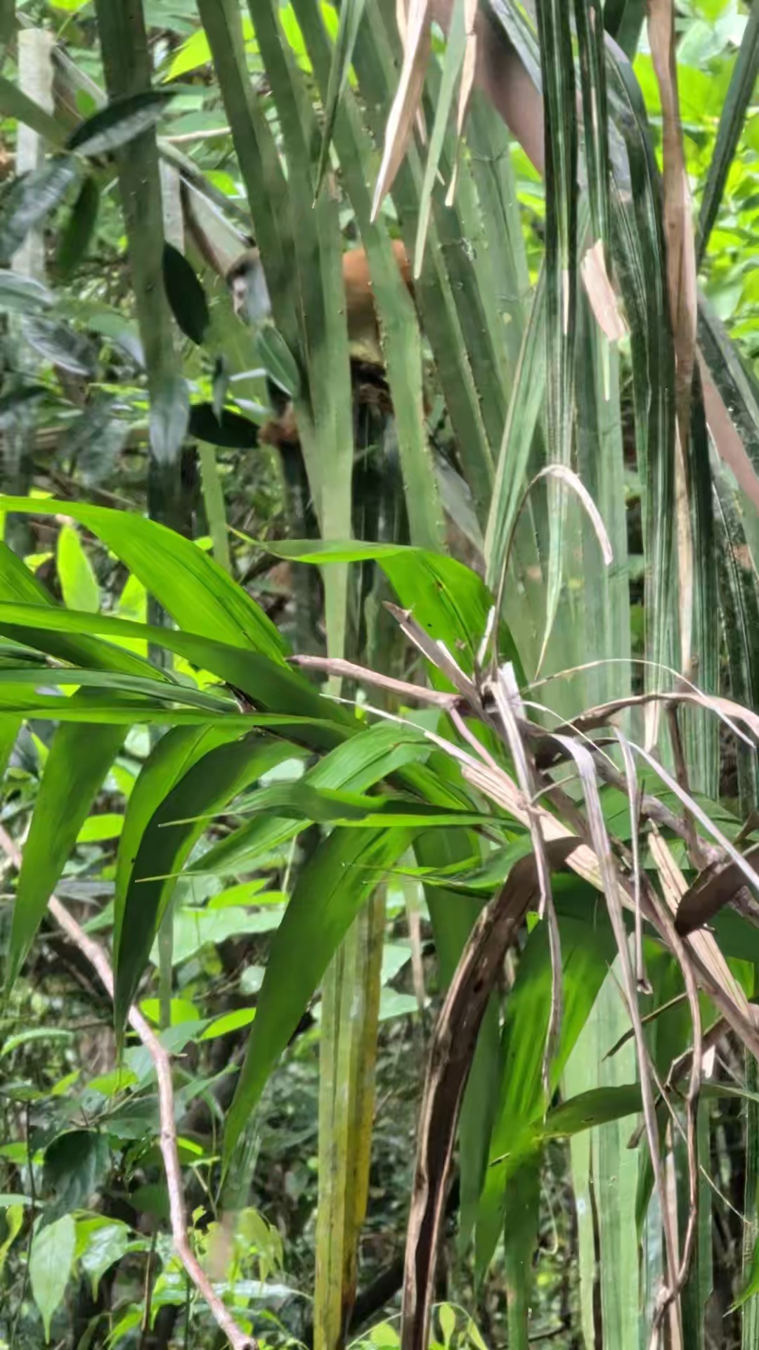 Ervaar pura vida in Costa Rica! Zie wilde toekans in Monteverde, ontspan in de natuurlijke warmwaterbronnen van La Fortuna of verdwaal in het culturele centrum van San José. Van duiken en ziplinen tot gallo pinto en koffiebonen, of je nu hier bent voor het eten of avontuur, het land van vuur zorgt voor een Costa Rica-vakantie waar iedereen van zal genieten. Trek over de steile hellingen van de Arenal-vulkaan, zwem bij de witte zandstranden van Guanacaste of ontmoet luiaards die een heerlijk leven leiden in Manuel Antonio.
