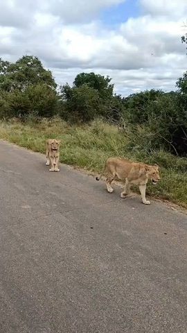 Circuito Los 5 grandes en Sudáfrica