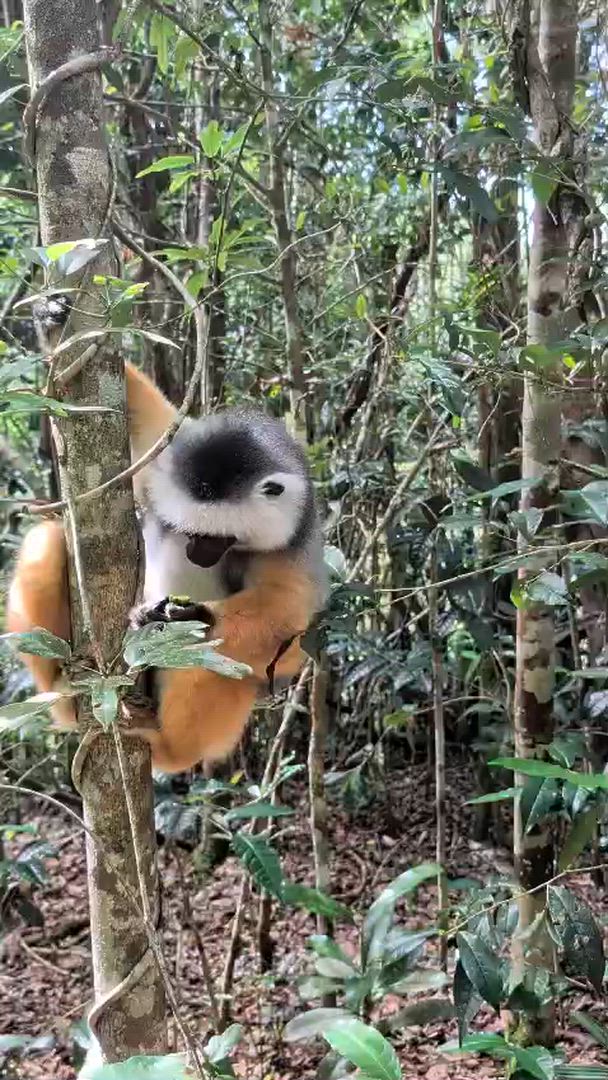 Vídeo de reseña del cliente sobre Aventura en la Naturaleza y las Islas de Madagascar 10 Días/09 Noches