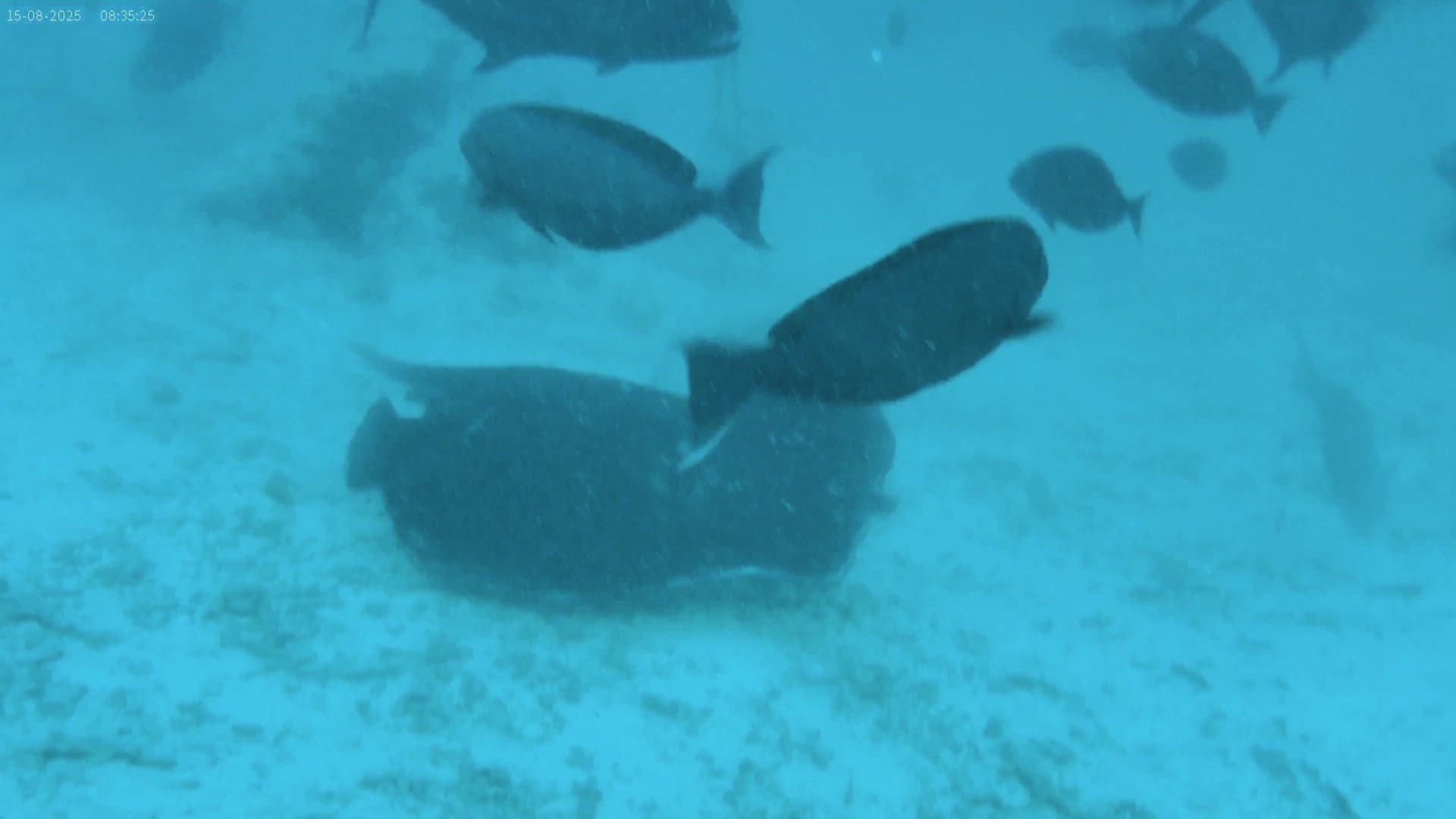Les Maldives, une escapade au paradis customer review video