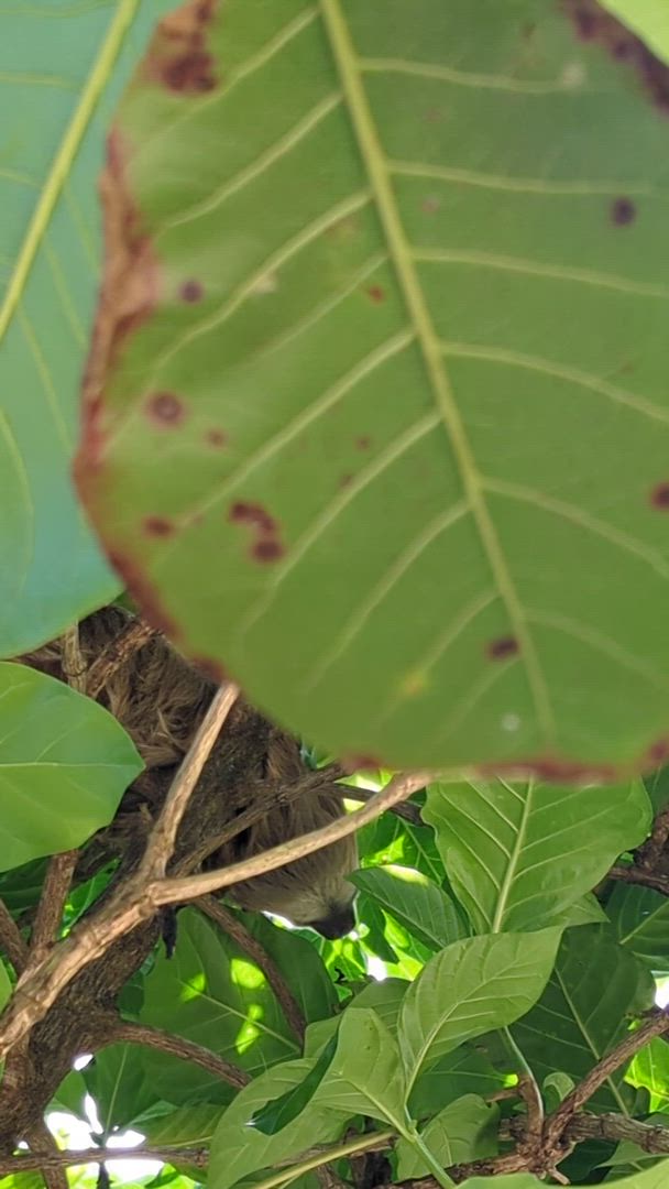 Vídeo de reseña del cliente sobre Volcanes, naturaleza y Caribe