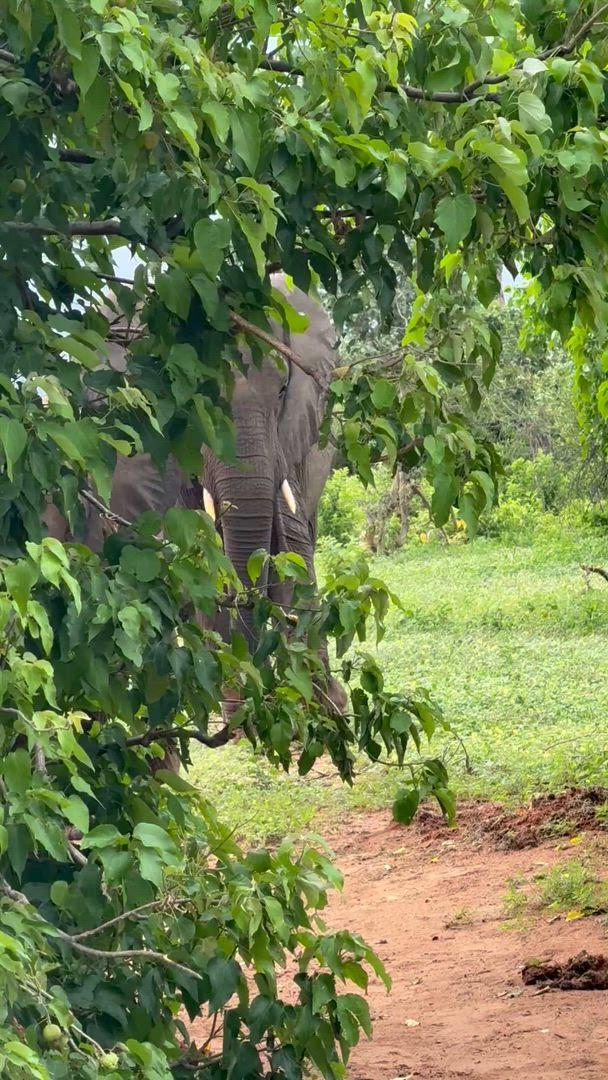 Le meilleur de l'Afrique du Sud customer review video