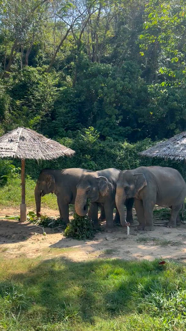 Expérience thaïlandaise customer review video