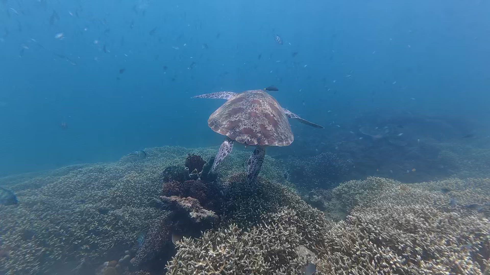 Episches Indonesien - 19 Tage Kundenbewertungsvideo