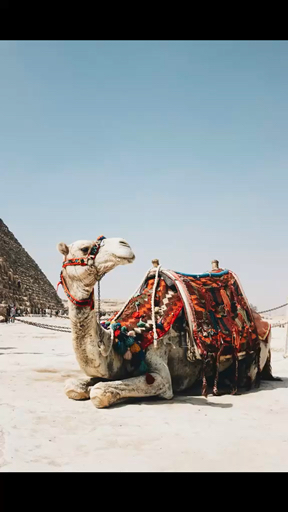 You’ll never forget Egypt and Jordan. Visit the Pyramids and Sphinx at Giza, take a boat ride on the Nile River, and see the temples of Karnak and Luxor.  Go to the Valley of the Kings and see the royal tombs, and Petra, the rose-red city in Jordan. Experience the Dead Sea's buoyant waters, and enjoy an exciting jeep safari through the desert. It’s an expedition you’ll never forget.