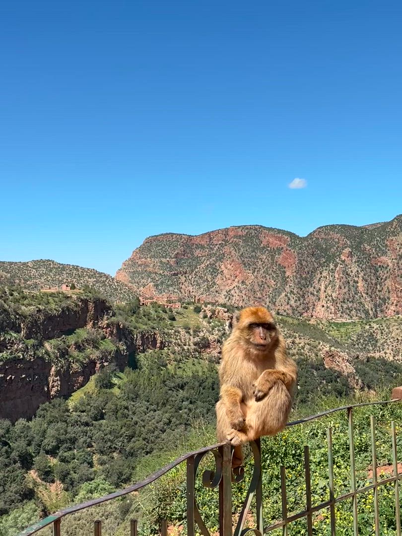 video met klantbeoordeling van Marrakech: 4-daagse tour met kookles en waterval trip