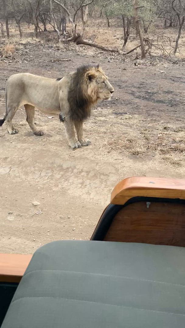 Vídeo de reseña del cliente sobre Safari por la India - leones asiáticos y tigres de Bengala
