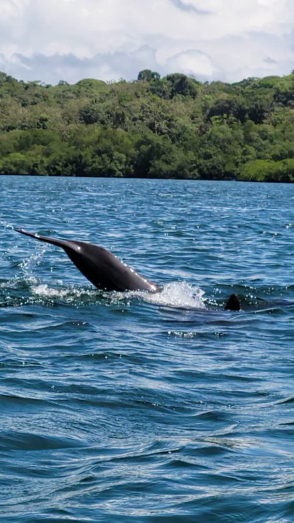 9 jours à travers le Panama : Culture, montagne et paradis caribéen customer review video