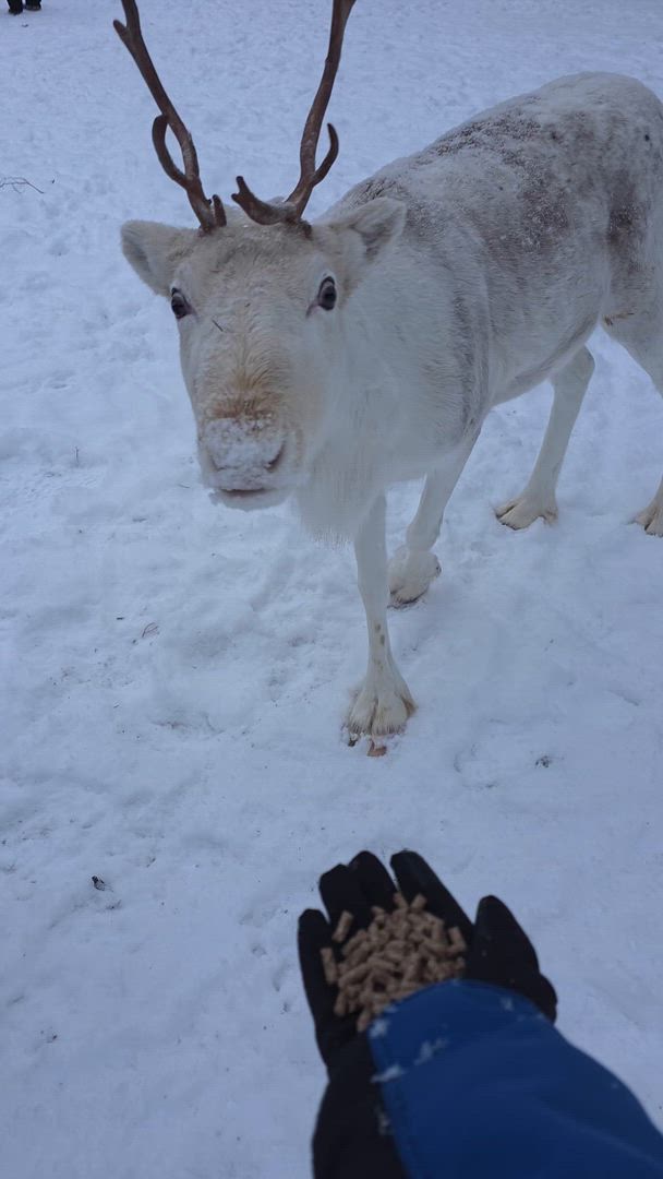 Vídeo de reseña del cliente sobre Lo más destacado del Ártico