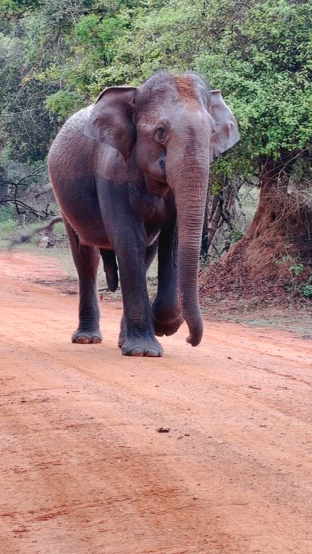 Trouvez votre circuit idéal au Sri Lanka. Nous avons 673 aventures à vous proposer au Sri Lanka entre une journée et 26 jours.