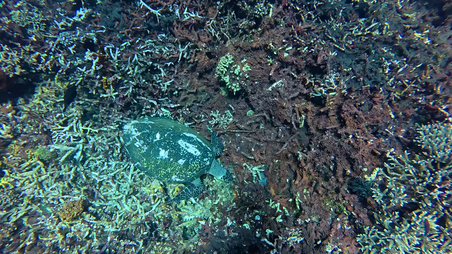 video met klantbeoordeling van 13 Dagen Fascinerend Bali, Lombok en Flores