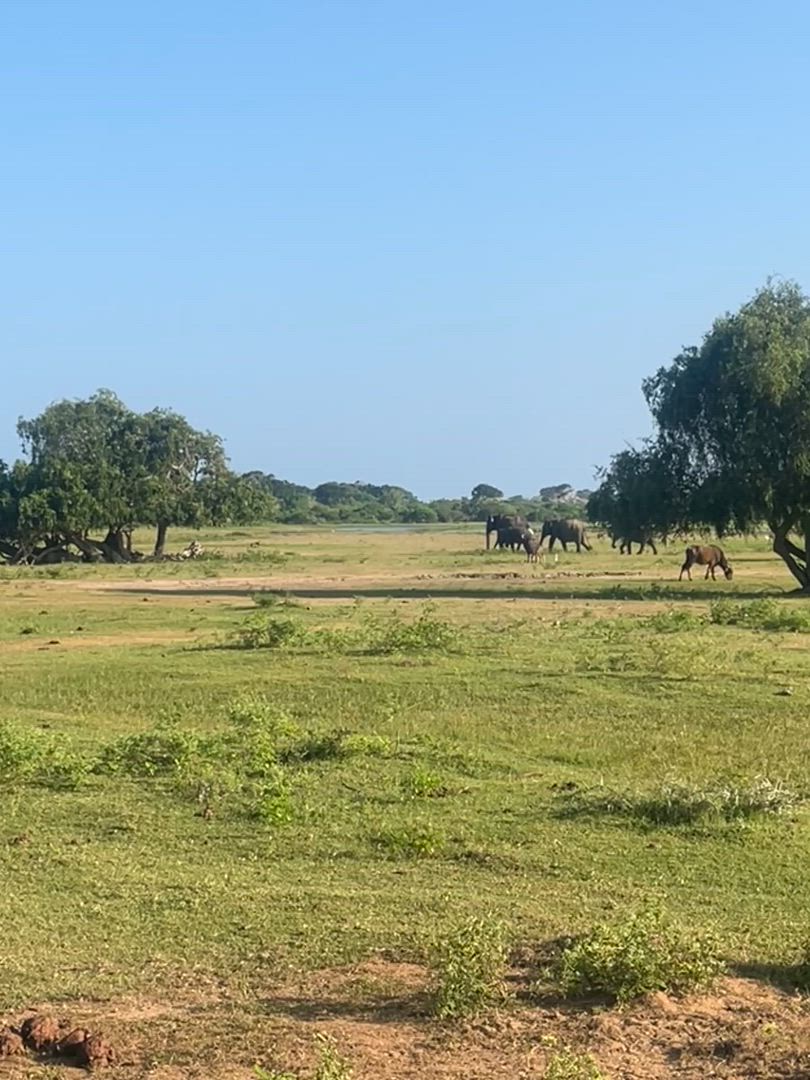 Splendeur du Sri Lanka - (Circuit de 8 jours et 7 nuits au Sri Lanka) customer review video