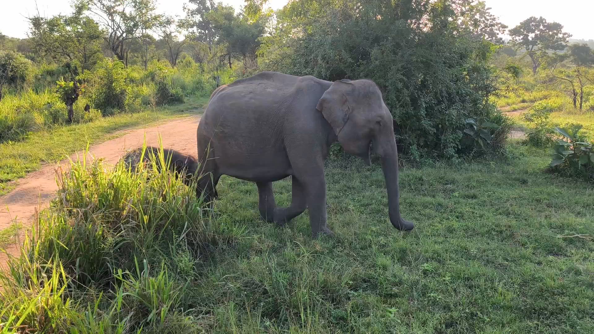 Vídeo de reseña del cliente sobre "Maravilla de Asia" [Toda la isla ] 26 DÍAS