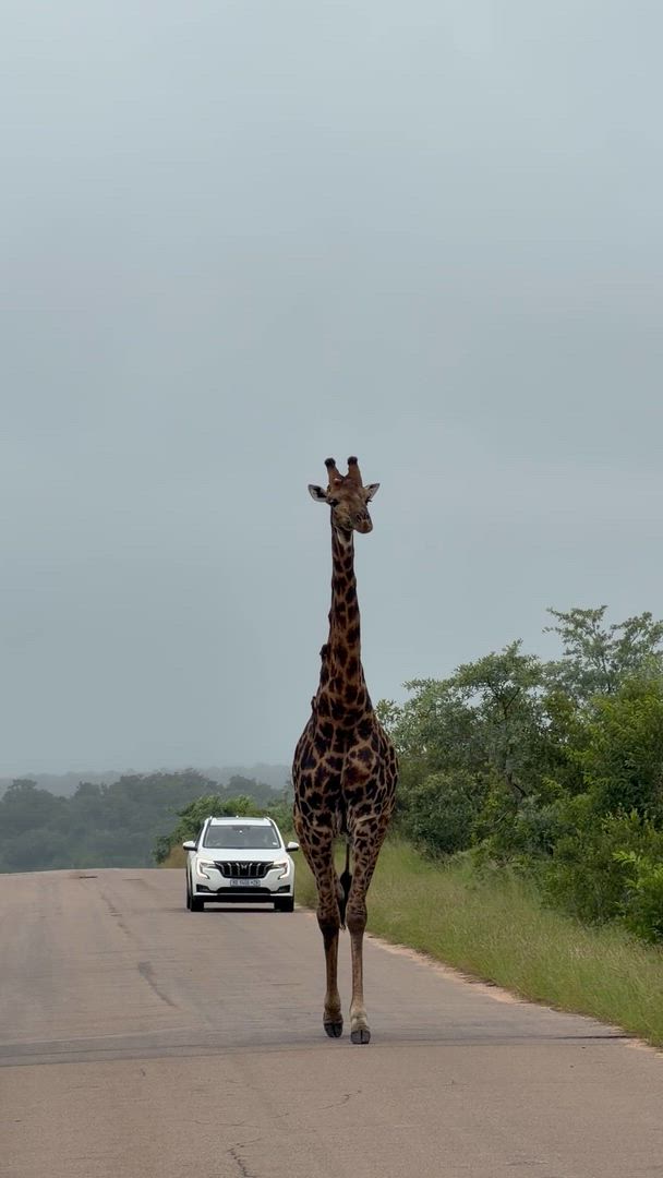 Vídeo de reseña del cliente sobre Lo mejor de Sudáfrica