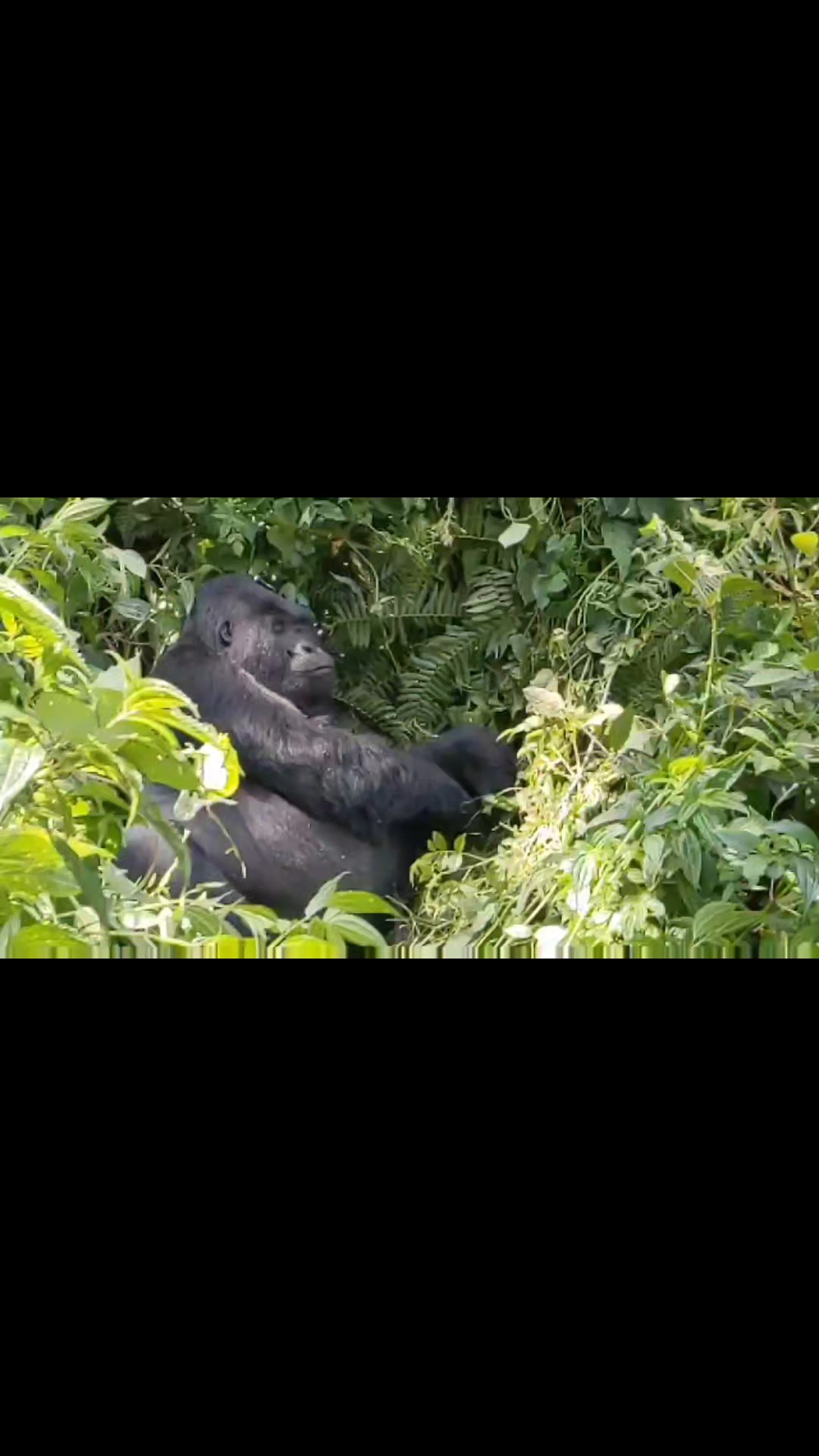 Have you thought about gorilla trekking in Rwanda and Uganda? Hiking through misty mountains to encounter mountain gorillas up close - it's genuinely life-changing. These East African neighbours specialise in primate experiences, from gorillas to chimps. You'll trek challenging terrain, support conservation and experience encounters with animals that'll stay with you forever.