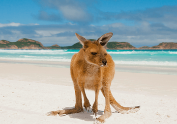 Reisdeals Australië en Nieuw-Zeeland